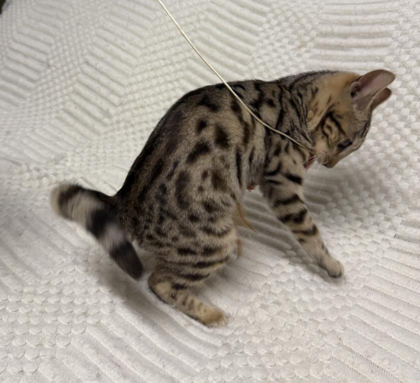 F6 SAVANNAH KITTEN'S photo 10