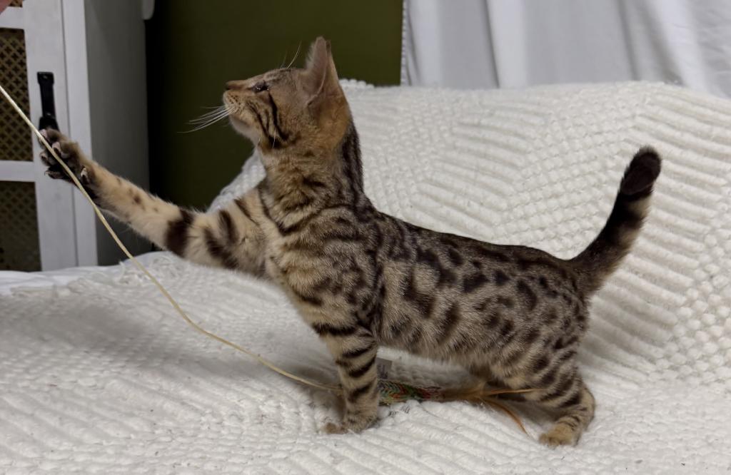 F6 SAVANNAH KITTEN'S photo 9