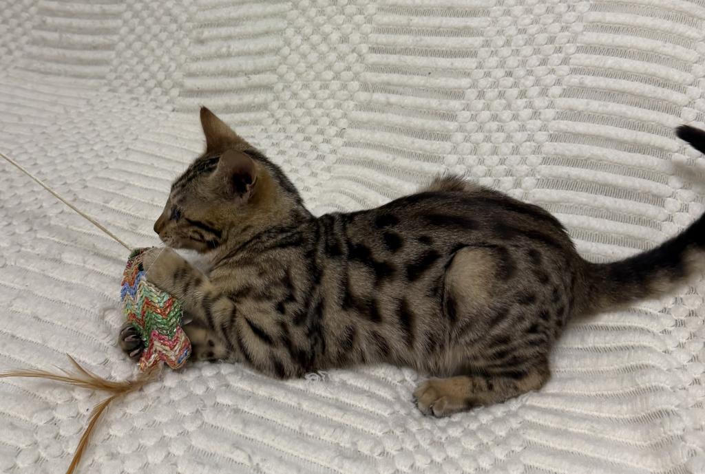 F6 SAVANNAH KITTEN'S photo 7