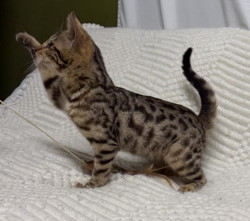 F6 SAVANNAH KITTEN'S photo 12