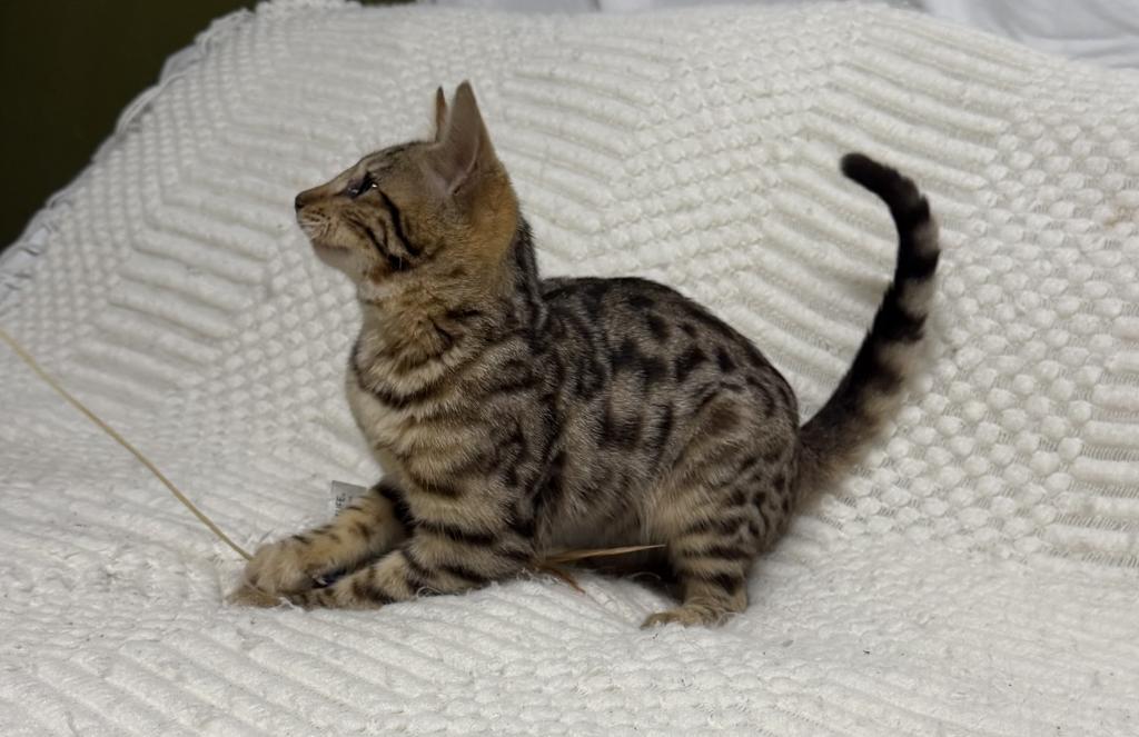 F6 SAVANNAH KITTEN'S photo 4