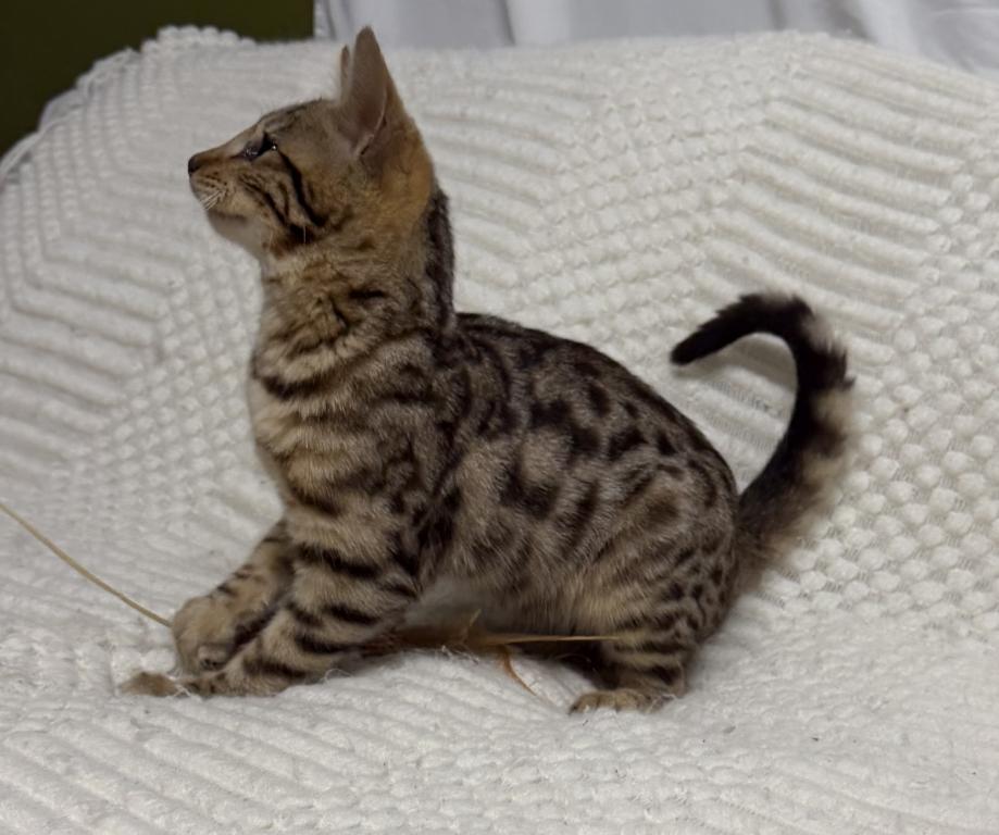 F6 SAVANNAH KITTEN'S photo 13