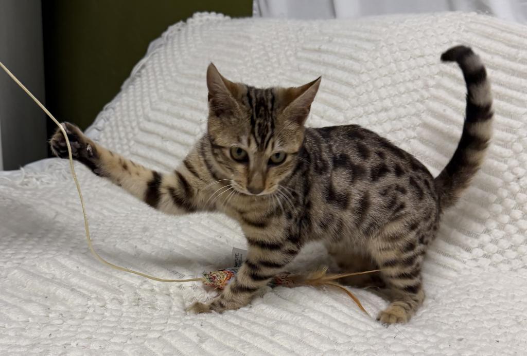 F6 SAVANNAH KITTEN'S photo 11