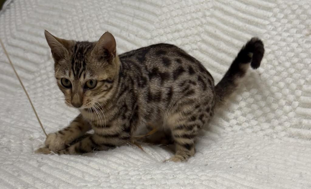 F6 SAVANNAH KITTEN'S photo 6