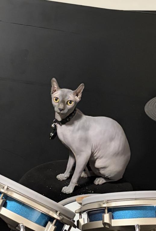 Elf Sphynx Female photo 2