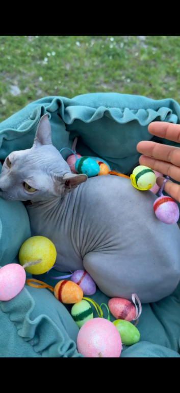Elf Sphynx Female photo 3