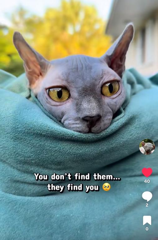Elf Sphynx Female photo 4