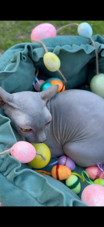 Elf Sphynx Female photo 5