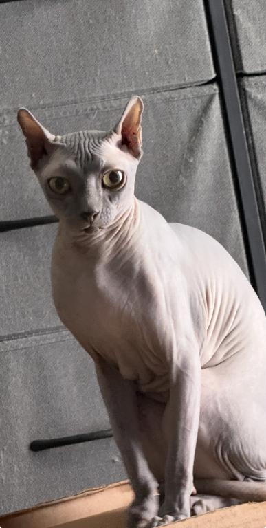 Elf Sphynx Female photo 1