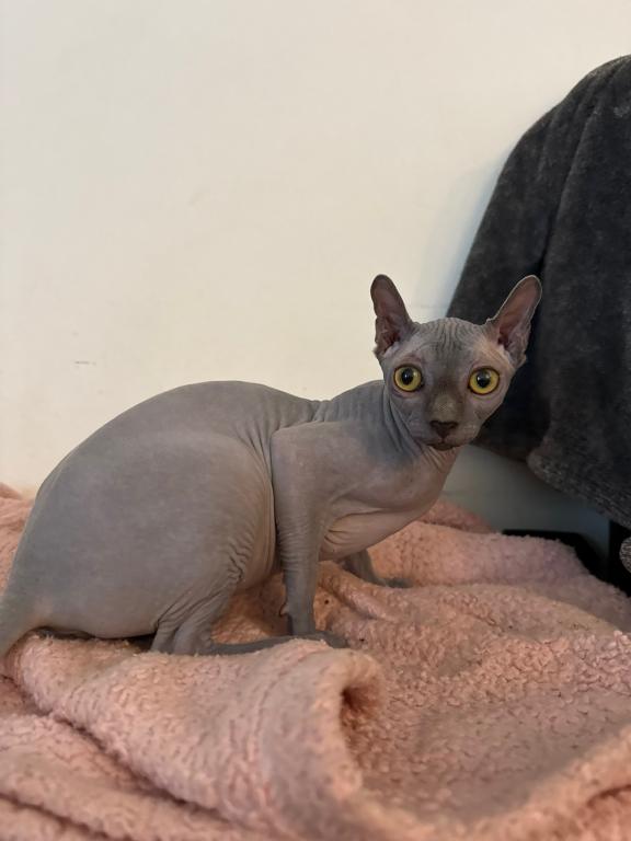Elf Sphynx Female photo 6