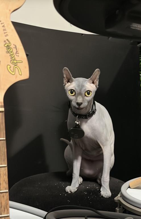 Elf Sphynx Female