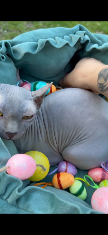 Elf Sphynx Female photo 2