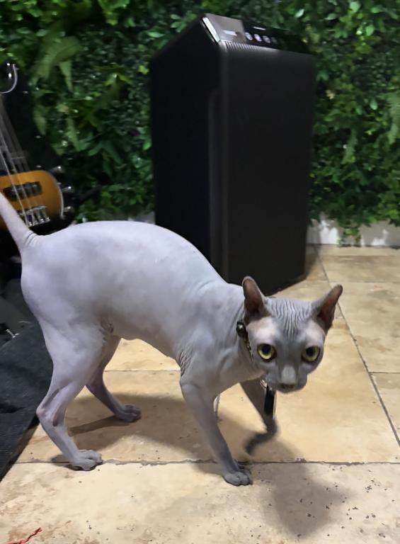 Elf Sphynx Female photo 3
