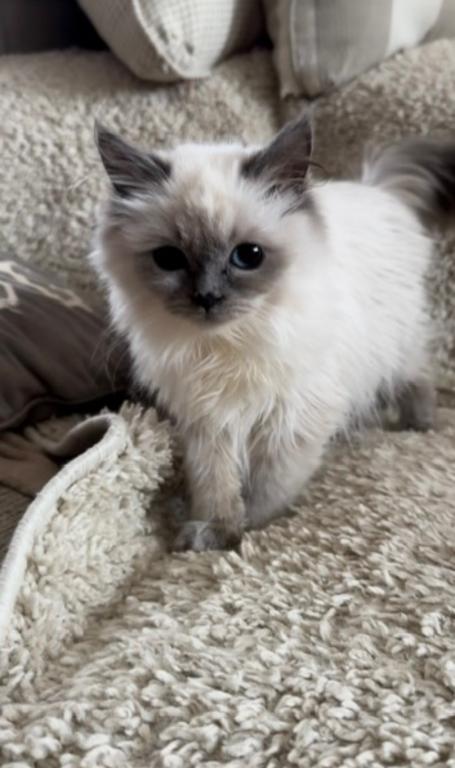 Lilac Mink Boy photo 1