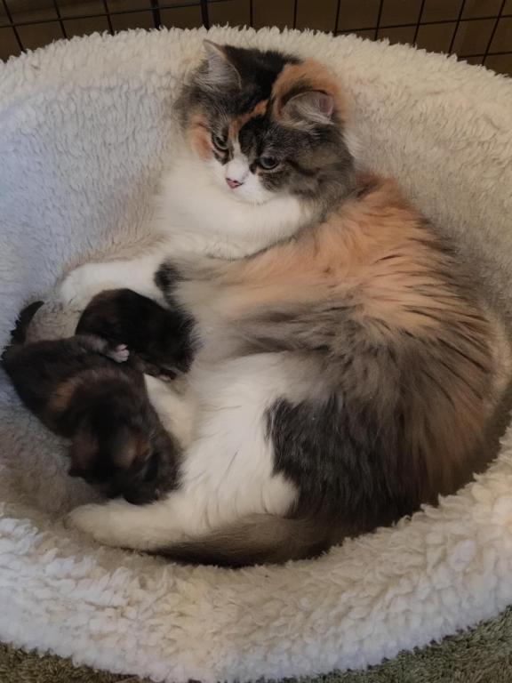 Hannahs Babies photo 3