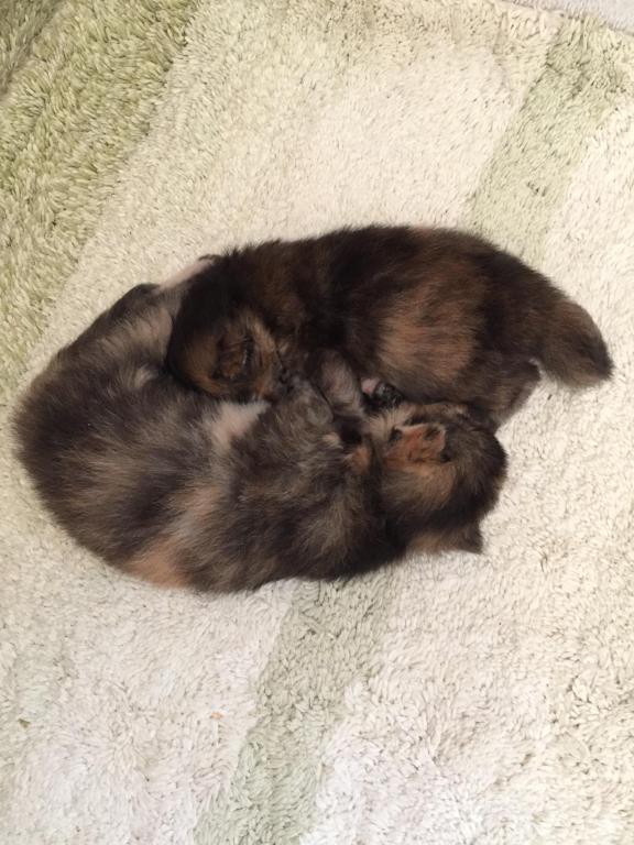 Hannahs Babies photo 1