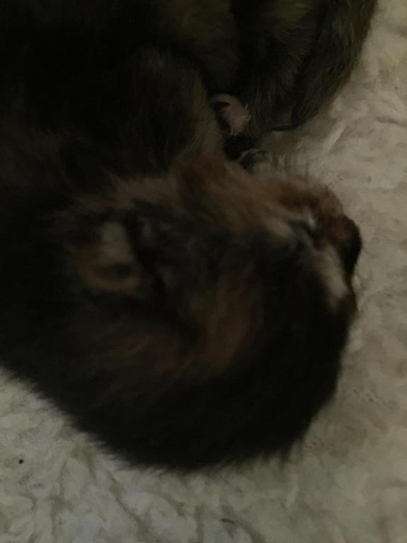 Hannahs Babies photo 4