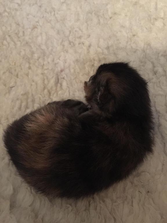 Hannahs Babies photo 5