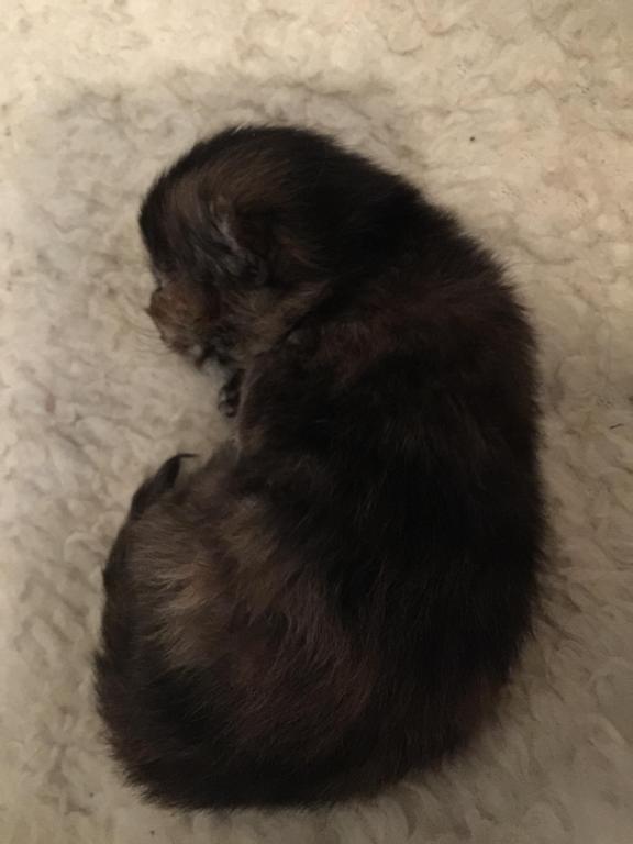 Hannahs Babies photo 2