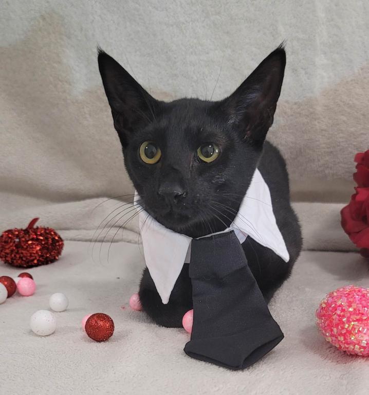 Aramis photo 4