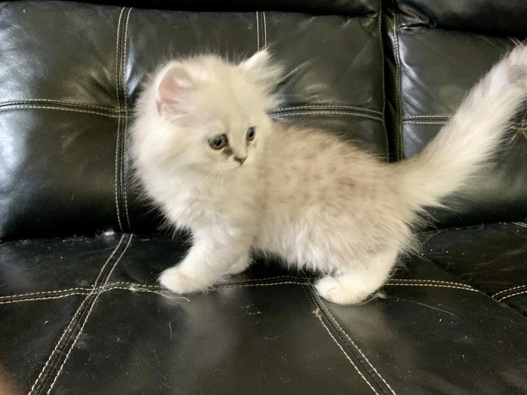Masha British Kittens photo 3