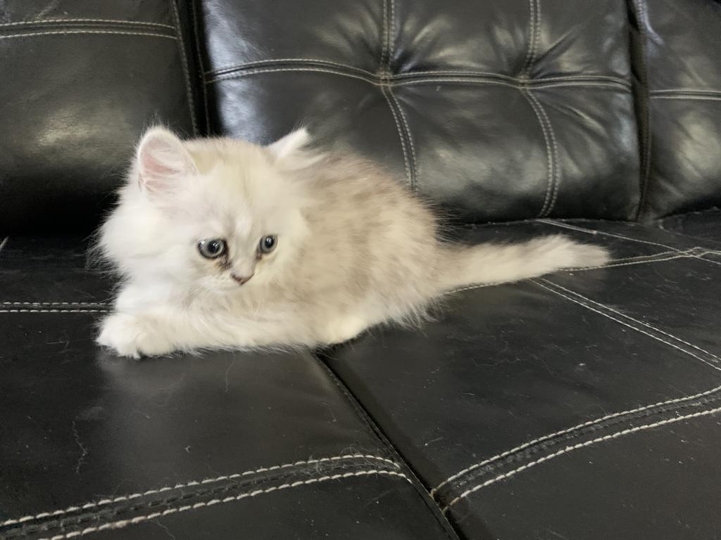 Masha British Kittens photo 4