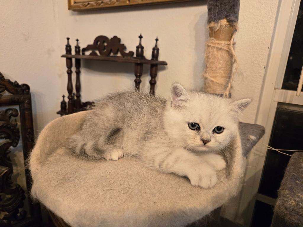 Masha British Kittens photo 3