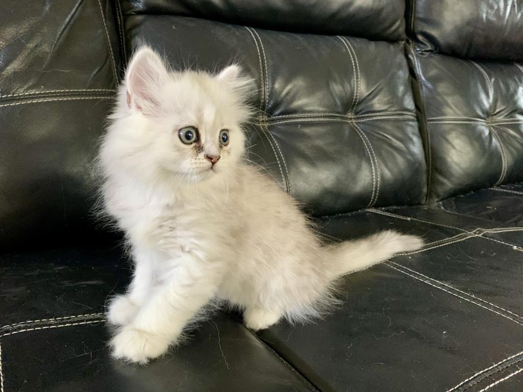 Masha British Kittens photo 2