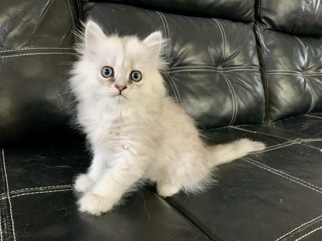 Masha British Kittens photo 1