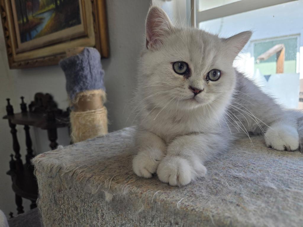 Masha's British Kittens photo 2