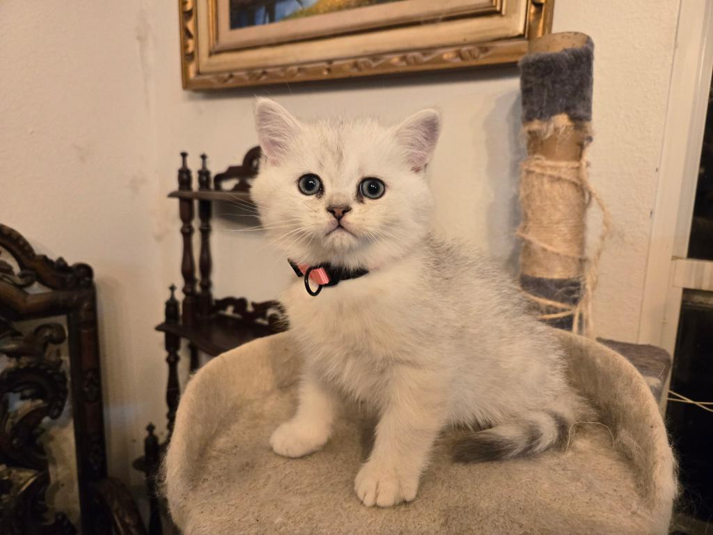 Masha's British Kittens photo 1