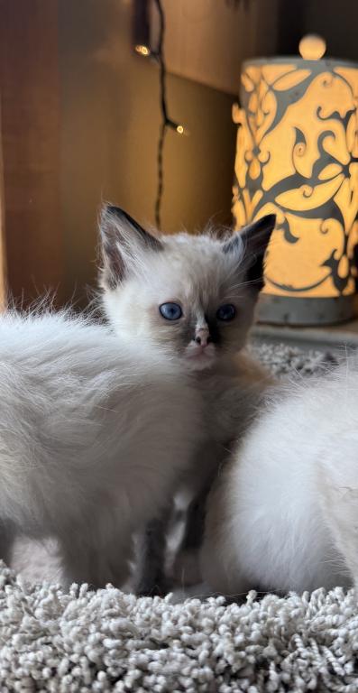 Elsa photo 5