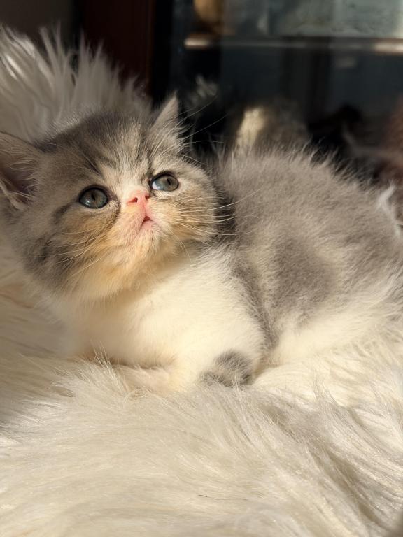 Paco photo 2