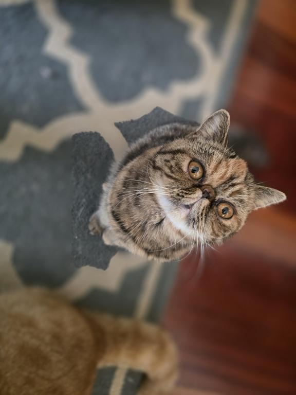 Zimba photo 3