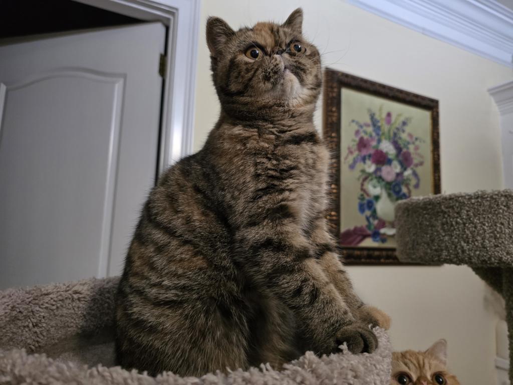 Zimba photo 2