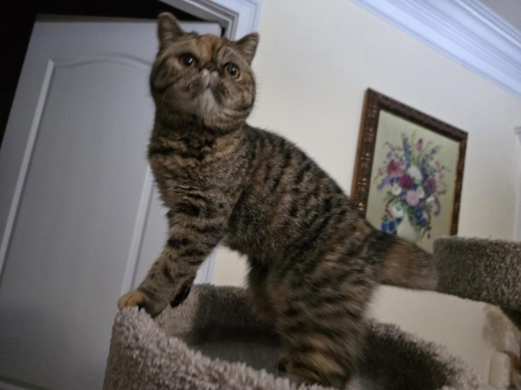 Zimba photo 1
