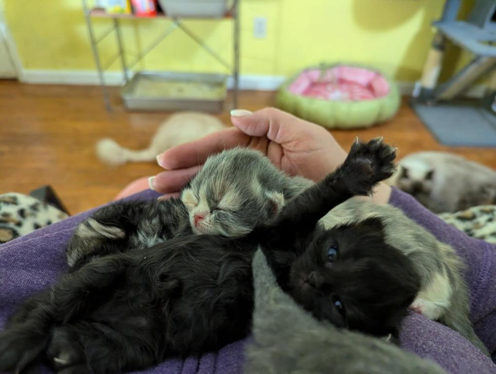 Multiple Persian Litters Available photo 9