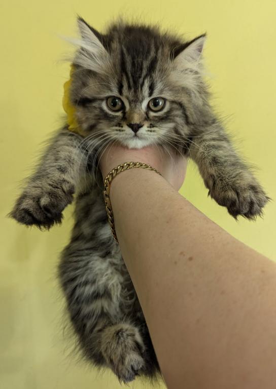 Multiple Persian Litters Available photo 3
