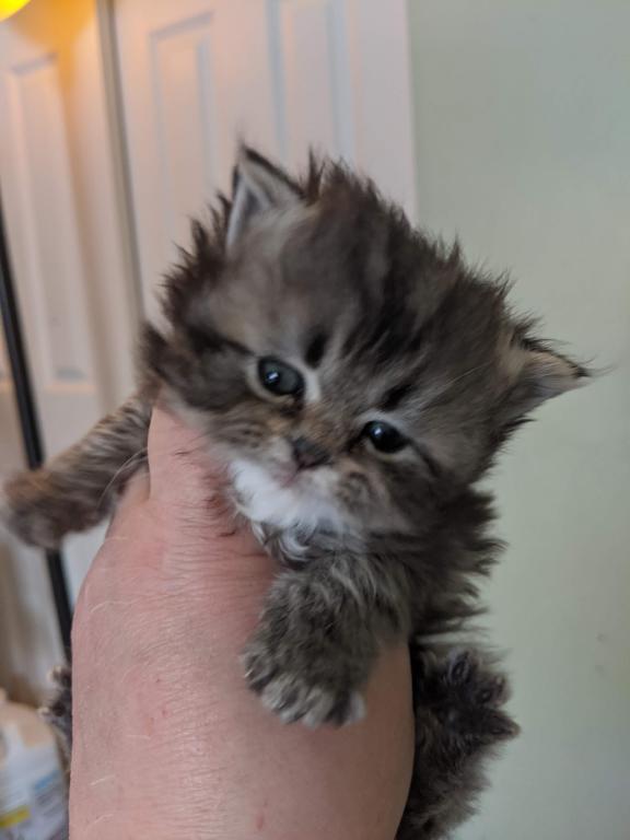Multiple Persian Litters Available photo 2