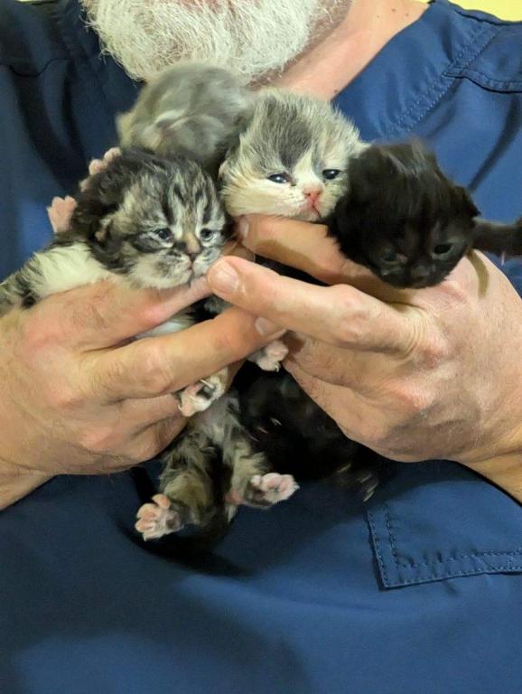 Multiple Persian Litters Available photo 1