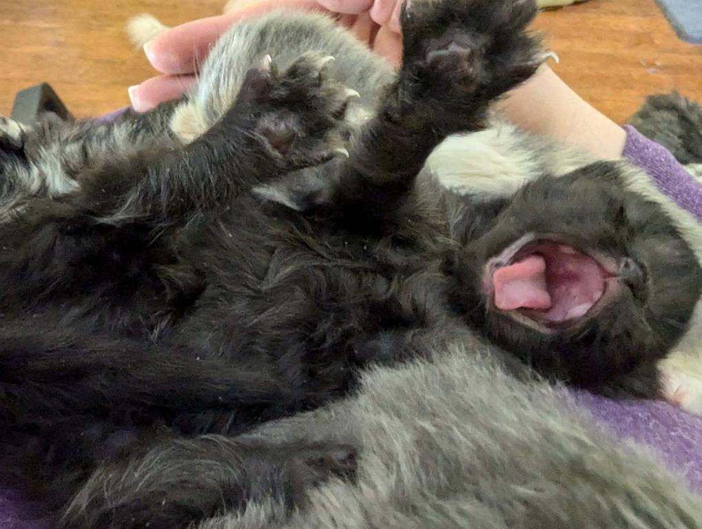 Multiple Persian Litters Available photo 8