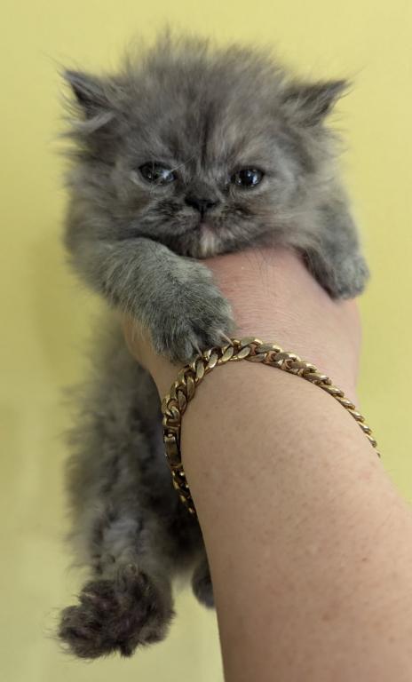 Multiple Persian Litters Available photo 5