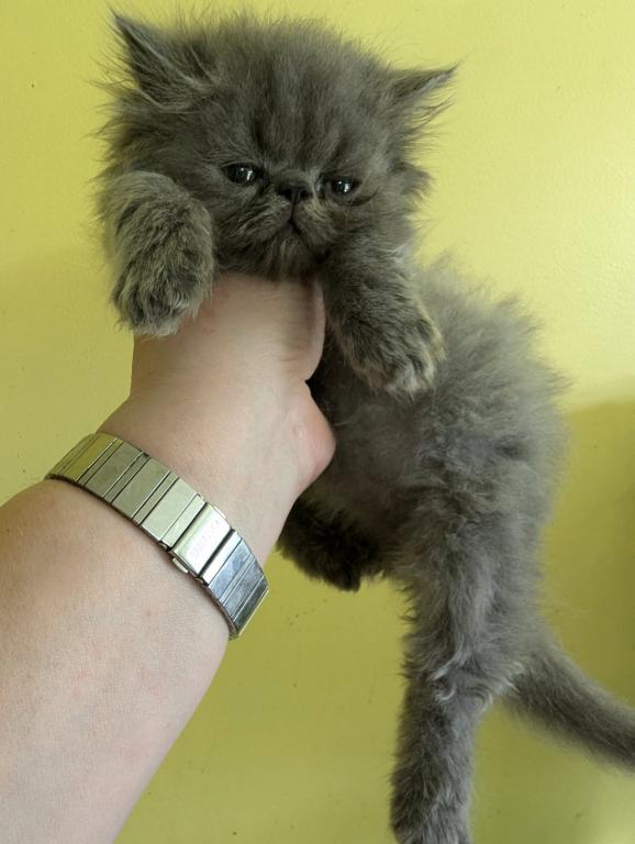 Multiple Persian Litters Available photo 4