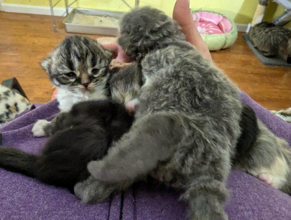 Multiple Persian Litters Available photo 7