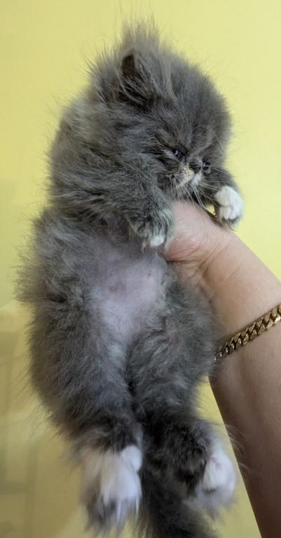 Multiple Persian Litters Available photo 6