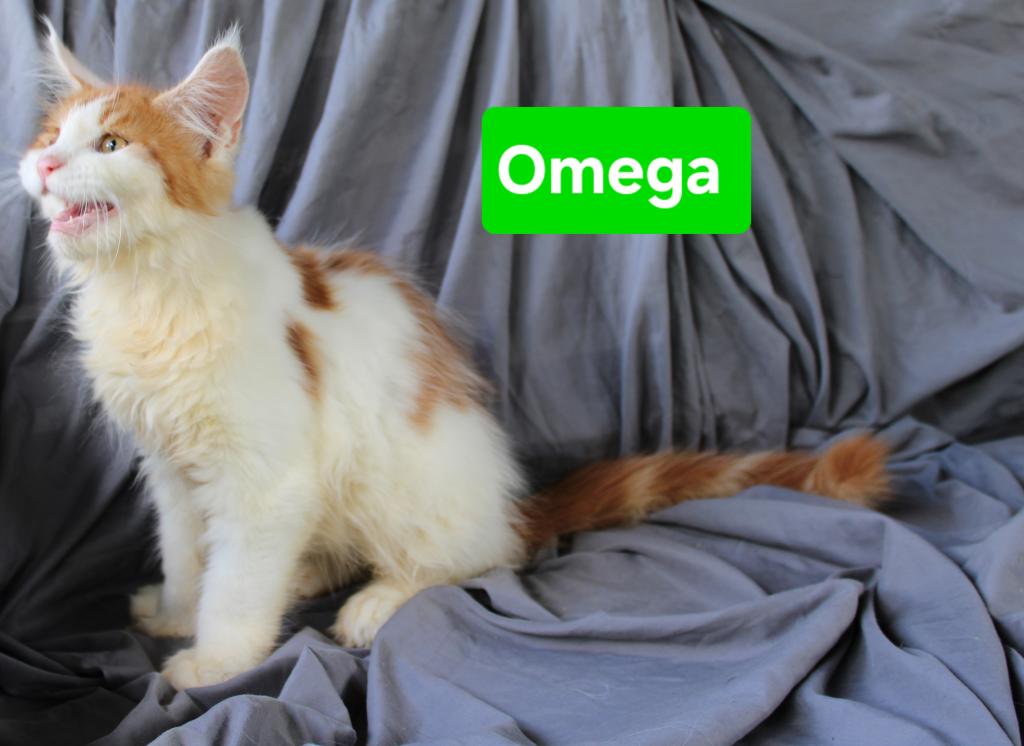 Omega Tica Health Tested Parents photo 7