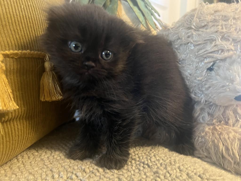 Mittens photo 2