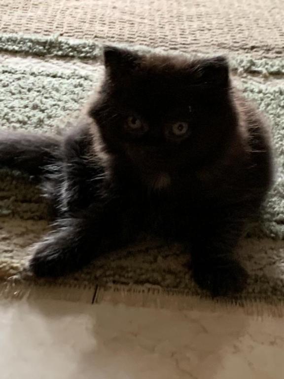 Mittens photo 1
