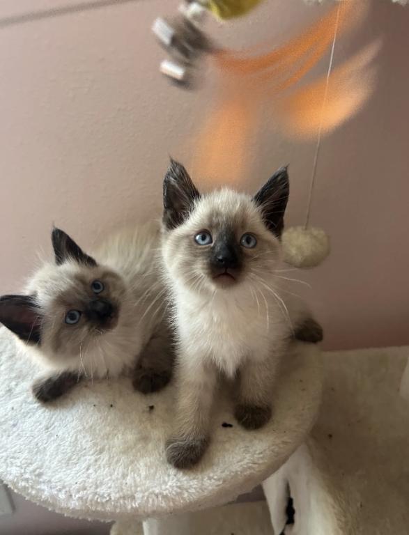 Siamese photo 8