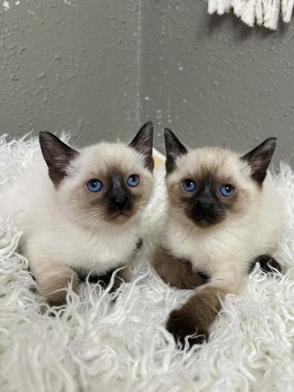Siamese photo 2